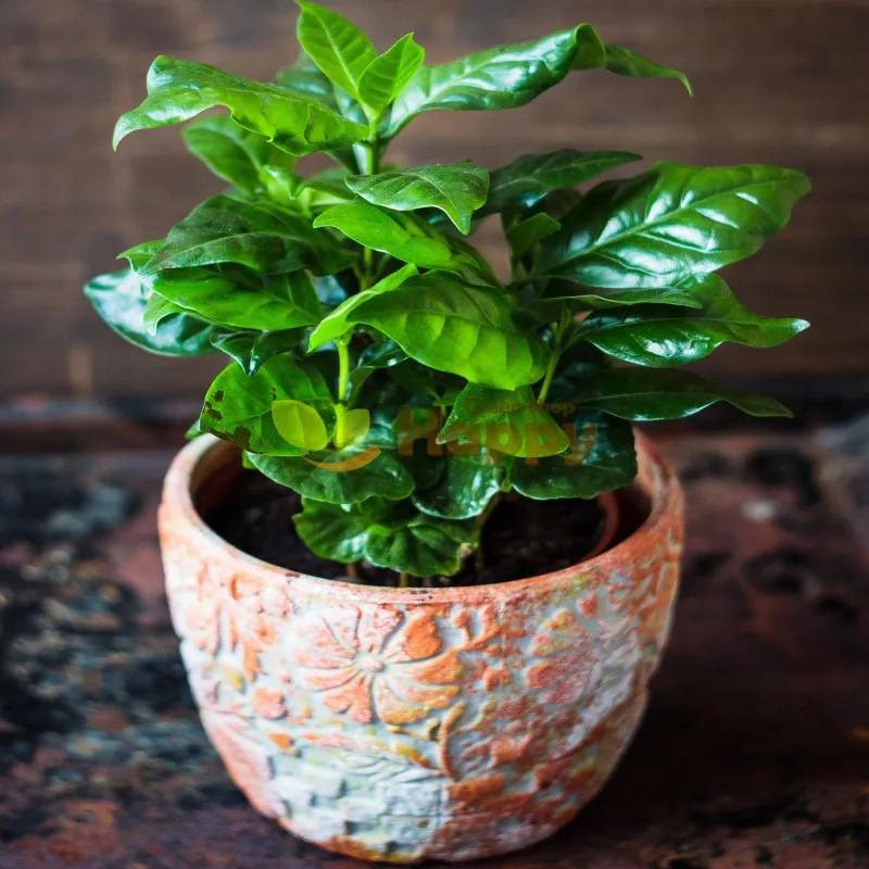 Семена кофе арабский карликовый Кафа комнатное кофейное дерево 3 шт. - фото 3 Семена кофе арабский карликовый Кафа комнатное кофейное дерево 3 шт. - фото 3