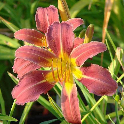 Лилейник Florium Purple Waters (13776)