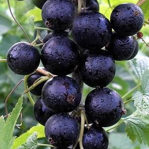 Саджанець чорної смородини Кентавр рання скороплідна (1218464875) - фото 2