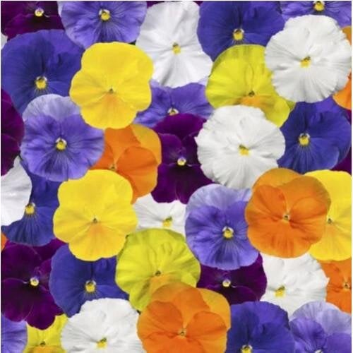 Семена цветов Виола Delta Pro F1 Clear Colors Mix Syngenta 25 шт. (BN12405-4)