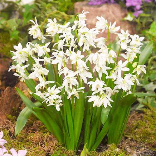 Пролеска Florium Bifolia Alba (9822)