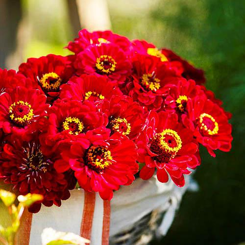 Насіння Цінія Florium Махрова Метеор (12296) - фото 3