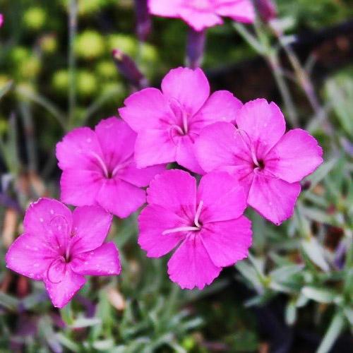 Гвоздика Florium Babi Lom (10023)