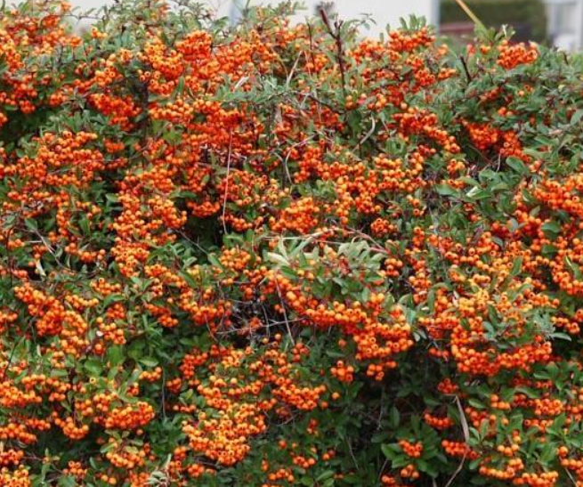 Саженцы пираканта Pyracantha Оранж глоу в горшке 0,5 л