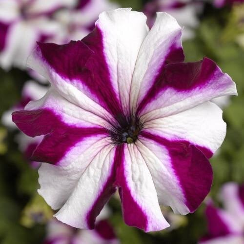 Семена цветов Петуния крупноцветковая Tritunia F1 Crimson Star Syngenta 1000 шт. (BN07463)