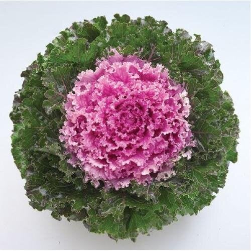 Семена цветов Капуста декоративная Crystal F1 Pink Takii seed 100 шт. (BN12027-3)