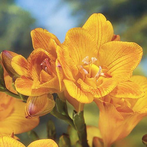 Фрезия Florium Double Orange (13584)