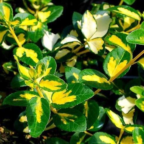 Саженцы бересклета Форчуна Санспот Р9 (1221389603)