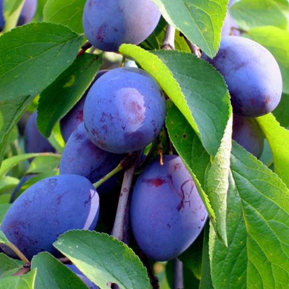 Саженец сливы Джойо 2 летний (14965903)