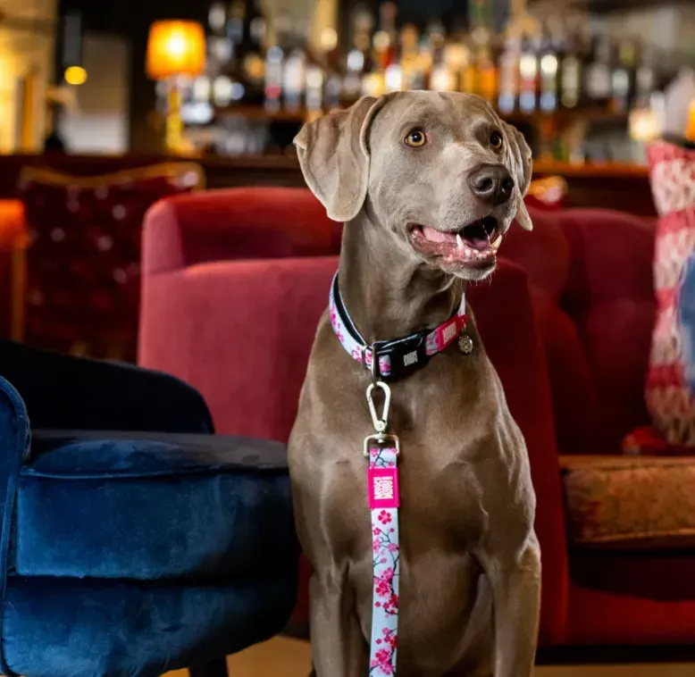 Поводок короткий для собак Max & Molly Short Leash Cherry Bloom XS (197005) - фото 2