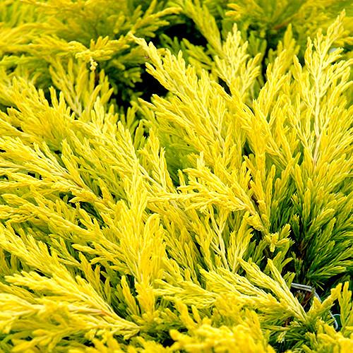 Саджанець ялівцю горизонтального Juniperus horizontalis Lime Glow Р9 (644875296) - фото 3 Саджанець ялівцю горизонтального Juniperus horizontalis Lime Glow Р9 (644875296) - фото 3