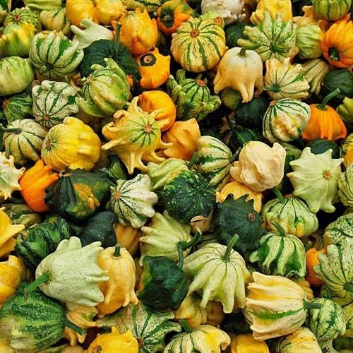 Семена Гарбуз Florium декоративний Корона (8458) - фото 2 Семена Гарбуз Florium декоративний Корона (8458) - фото 2