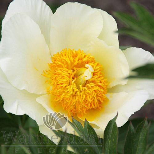 Пион Florium Moonrise (13788)