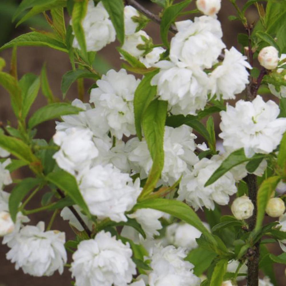 Саженец сакуры Альба Плена (14965559)