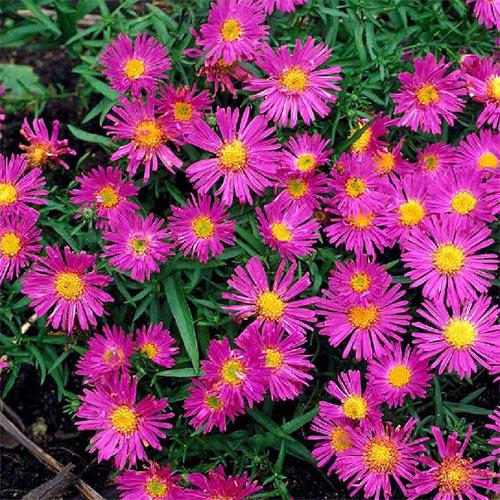 Астра Florium Alice Haslam (2561)