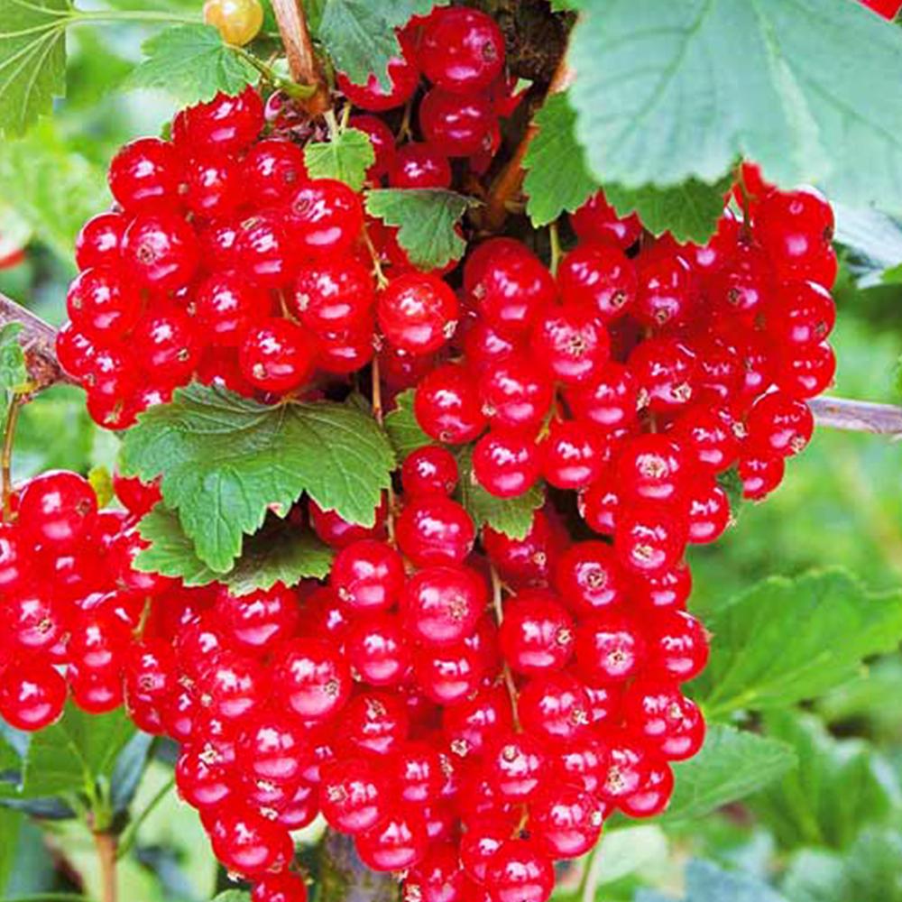 Саджанець смородини Гіганта (14964943)