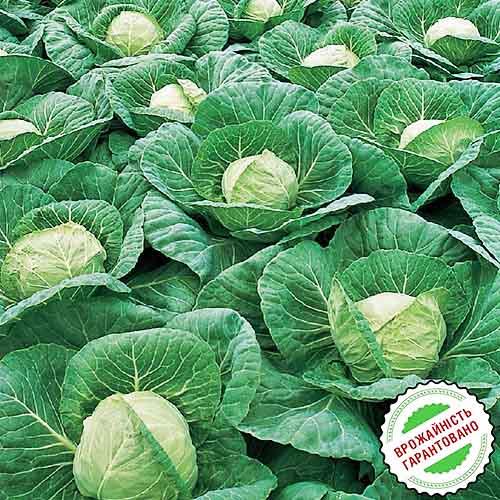 Семена Капуста Florium Білокочанна Парел F1 рання (4181) - фото 2 Семена Капуста Florium Білокочанна Парел F1 рання (4181) - фото 2