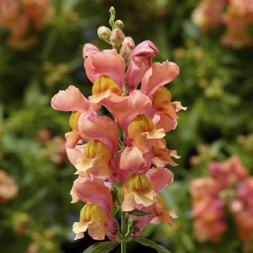 Семена цветов Syngenta Львиный зев Snaptini Peach 50 шт. (BN08379-3)