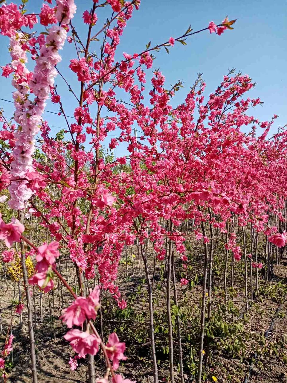 Сакура Роял Бургунді на штамбі (12513497)