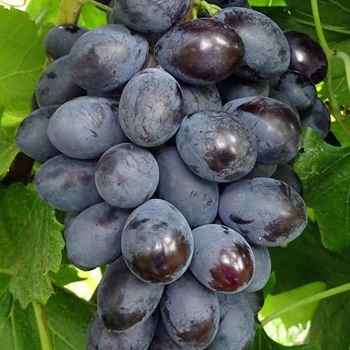 Сажанец Виноград Блэк Гранд крупная гроздь канадская селекция (50825)