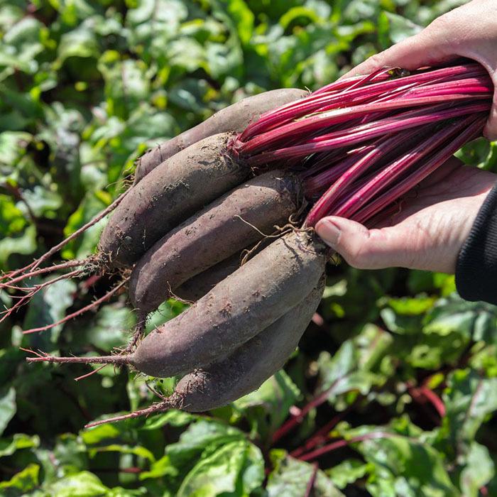 Семена Свекла Таунус F1 ТД Гекса-Украина 01-19-054 10000 шт. (IR01166)