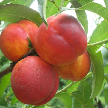 Саджанець нектарин Біг Хейвен Ранній сорт (2078384105)