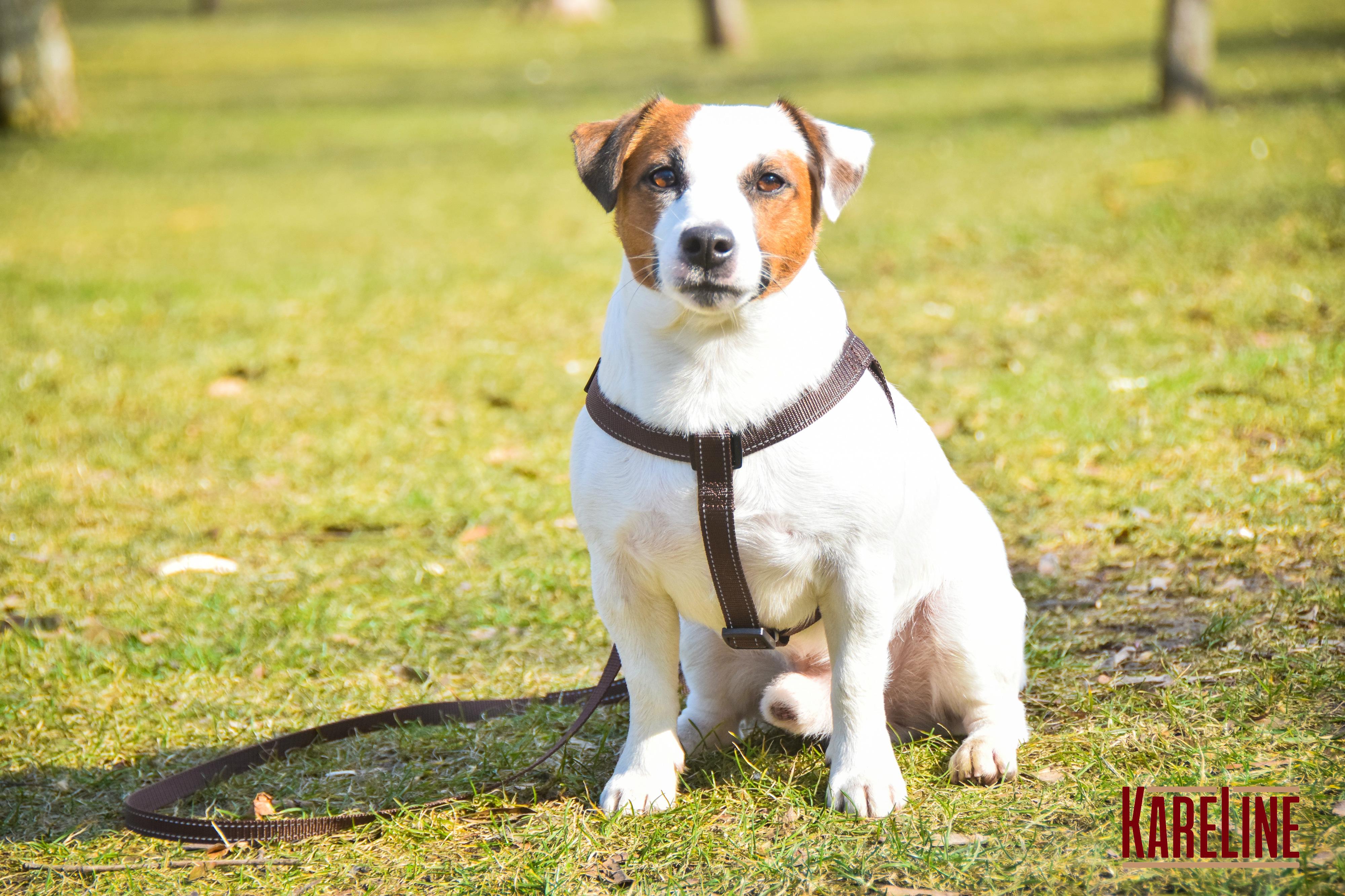 Шлея KareLine из нейлона с пластиковой пряжкой 10 мм А:240-300 мм В:260-400 мм Коричневый (0861/2) - фото 3 Шлея KareLine из нейлона с пластиковой пряжкой 10 мм А:240-300 мм В:260-400 мм Коричневый (0861/2) - фото 3