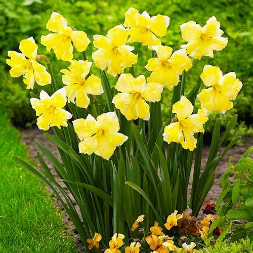 Нарцисс Florium Cassata (3656) - фото 3 Нарцисс Florium Cassata (3656) - фото 3