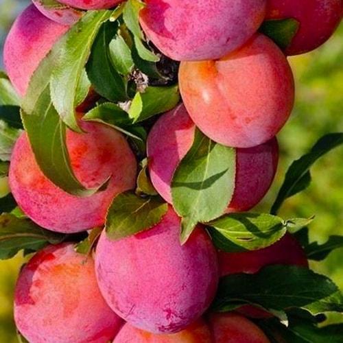 Сажанец Слива колоновидная Рубин летний сорт средний срок созревания (21429)