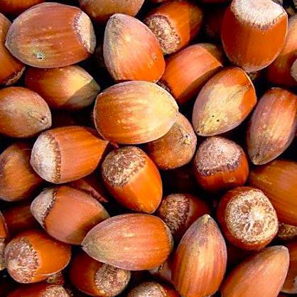 Саженцы фундука Косфорд ранний/сладкий/тонкокожий (637495897)