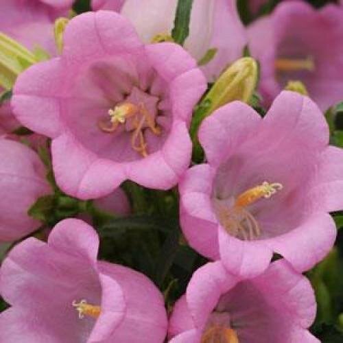 Семена цветов Колокольчик средний CAMPANA Pink Kieftseed 100 шт. (BN04123-2)