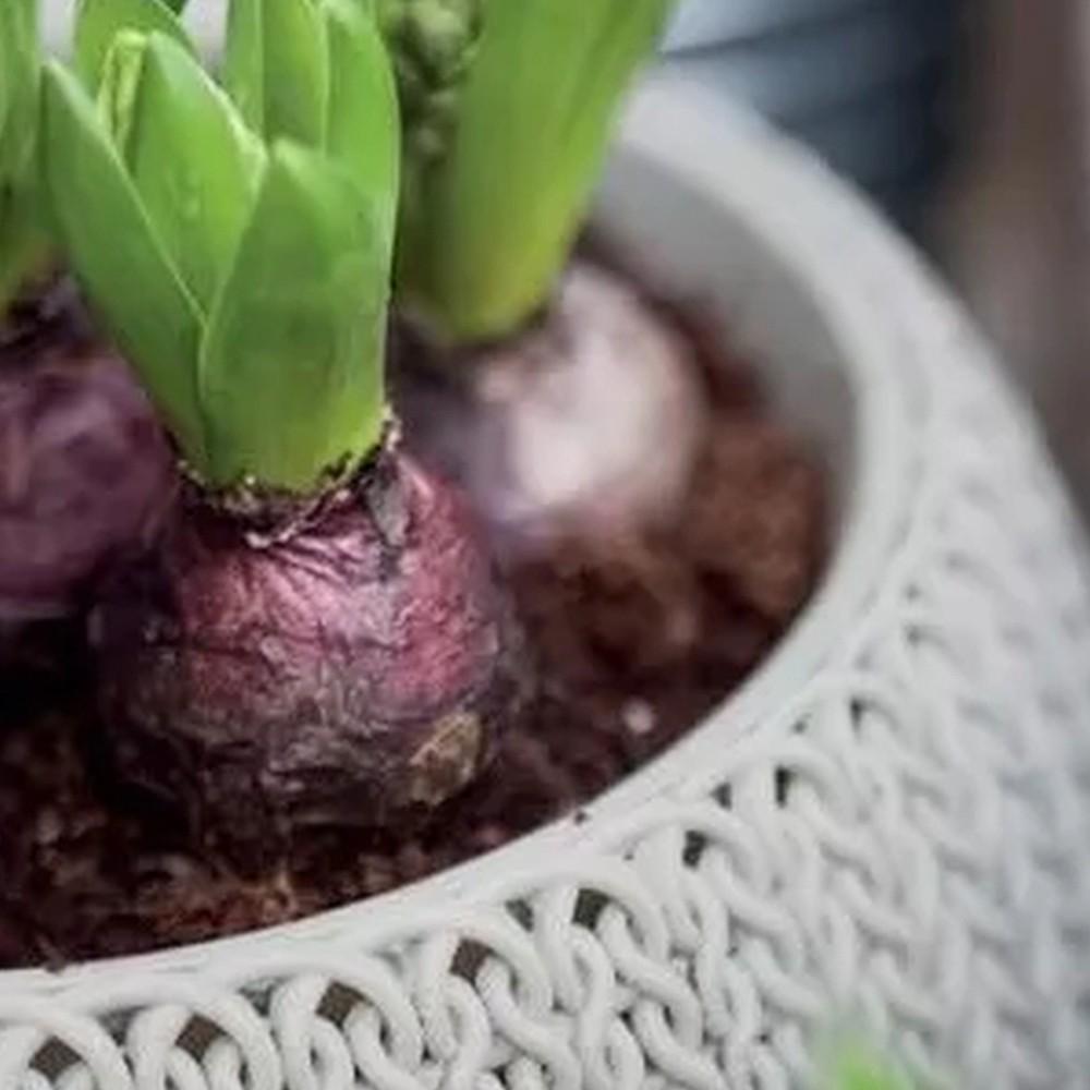 Горшок для растений Keter Cozies M (7290106929852) - фото 3 Горшок для растений Keter Cozies M (7290106929852) - фото 3