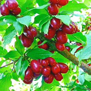 Саджанець Кизилу Євгенія середній зимостійкий (18296358)