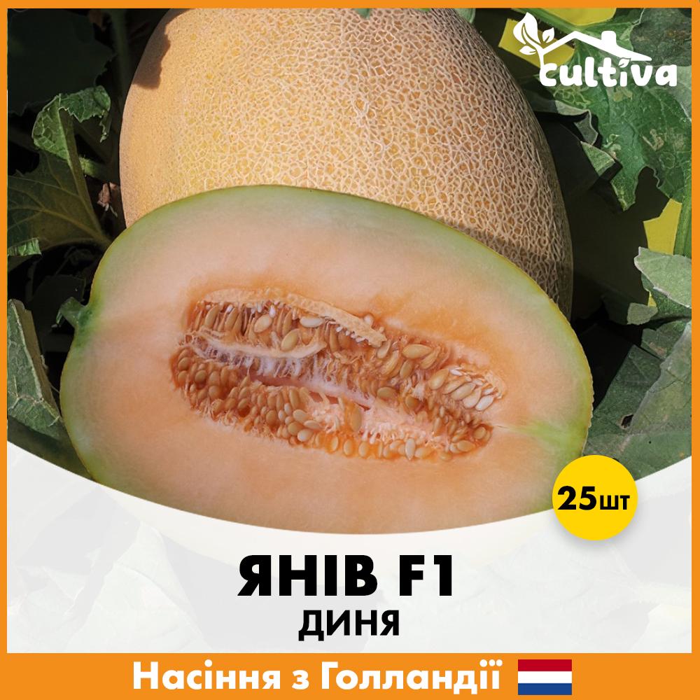 Семена дыни Hazera Янов F1 25 шт. (R51115_25)