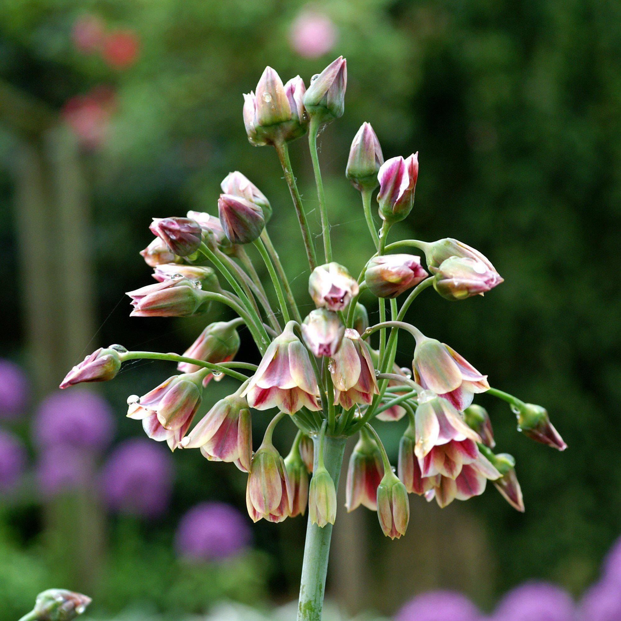 Лук декоративный Siculum Ssp Bulgaricum 5 шт.