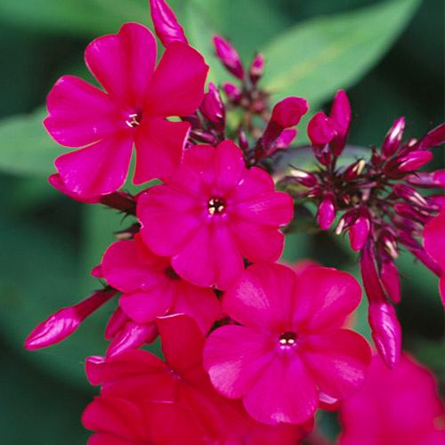 Флокс Florium Tenor (3170)