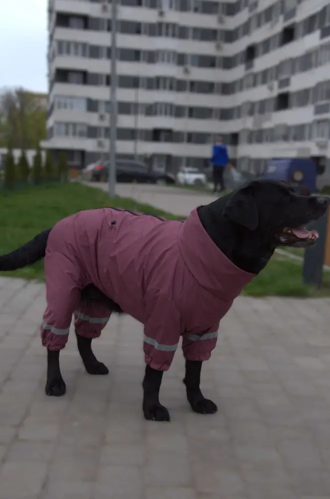 Дощовик Dogs Bomba для великих собак р. 12 Сливовий - фото 2 Дощовик Dogs Bomba для великих собак р. 12 Сливовий - фото 2
