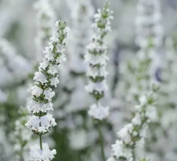 Семена цветов Лаванда узколистная ELLAGANCE SNOW Kieft Seed 100 шт. (BN04347 3)
