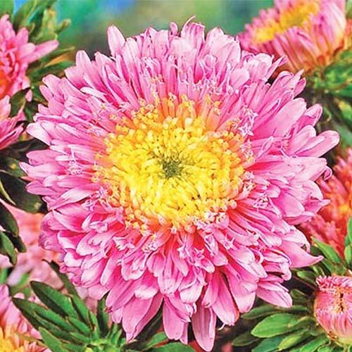 ᐉ Астра Florium Принцесса Лососево-розовый (8389) • Купить в Киеве ...