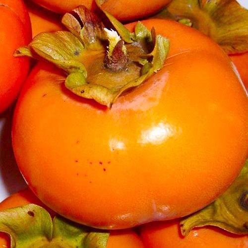 Сажанец Хурма оранжевая Сладость Sweetness премиальный супер сочный сорт (44809)