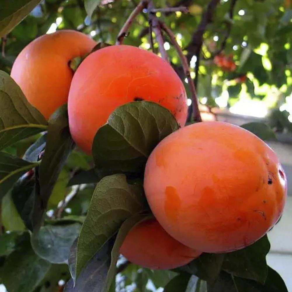 Саженец хурмы Гора Роман Кош 2 летний (14965766)