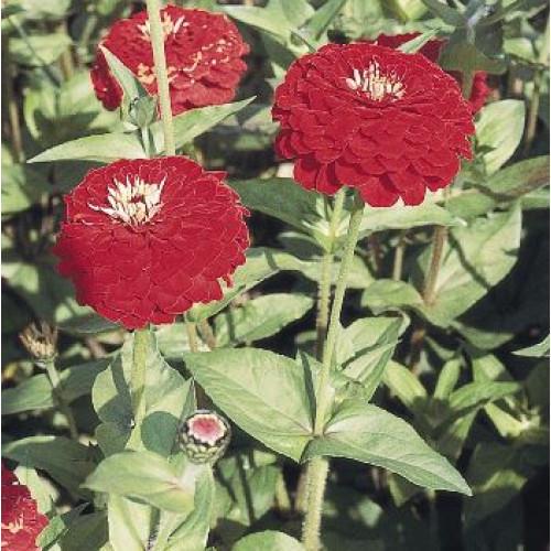Насіння квітів Benary Цинія Benary's Giant Deep Red 25 шт. (BN02854-4)
