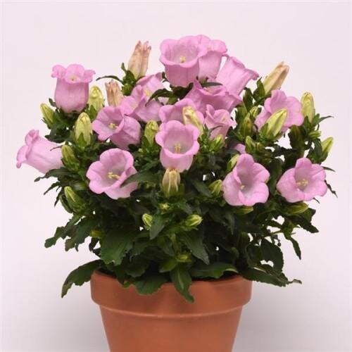 Семена цветов Колокольчик средний Campanella F1 Pink PanAmerican 25 шт. (BN10018-3)