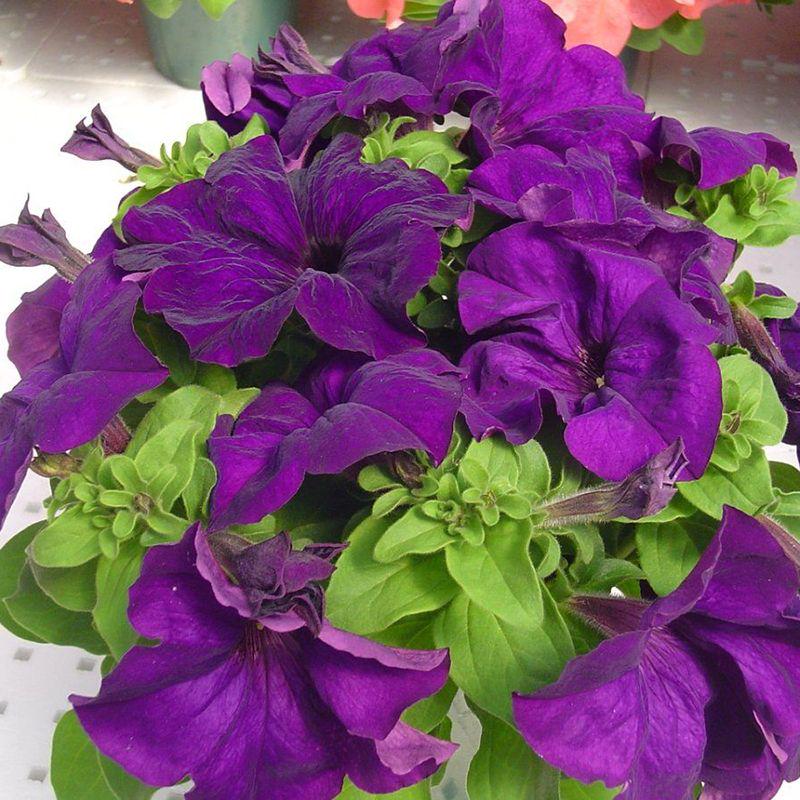 Семена Петуния грандифлора Limbo F1 Deep purple ТД Гекса-Украина 02-01-306 500 шт. (IR003413)