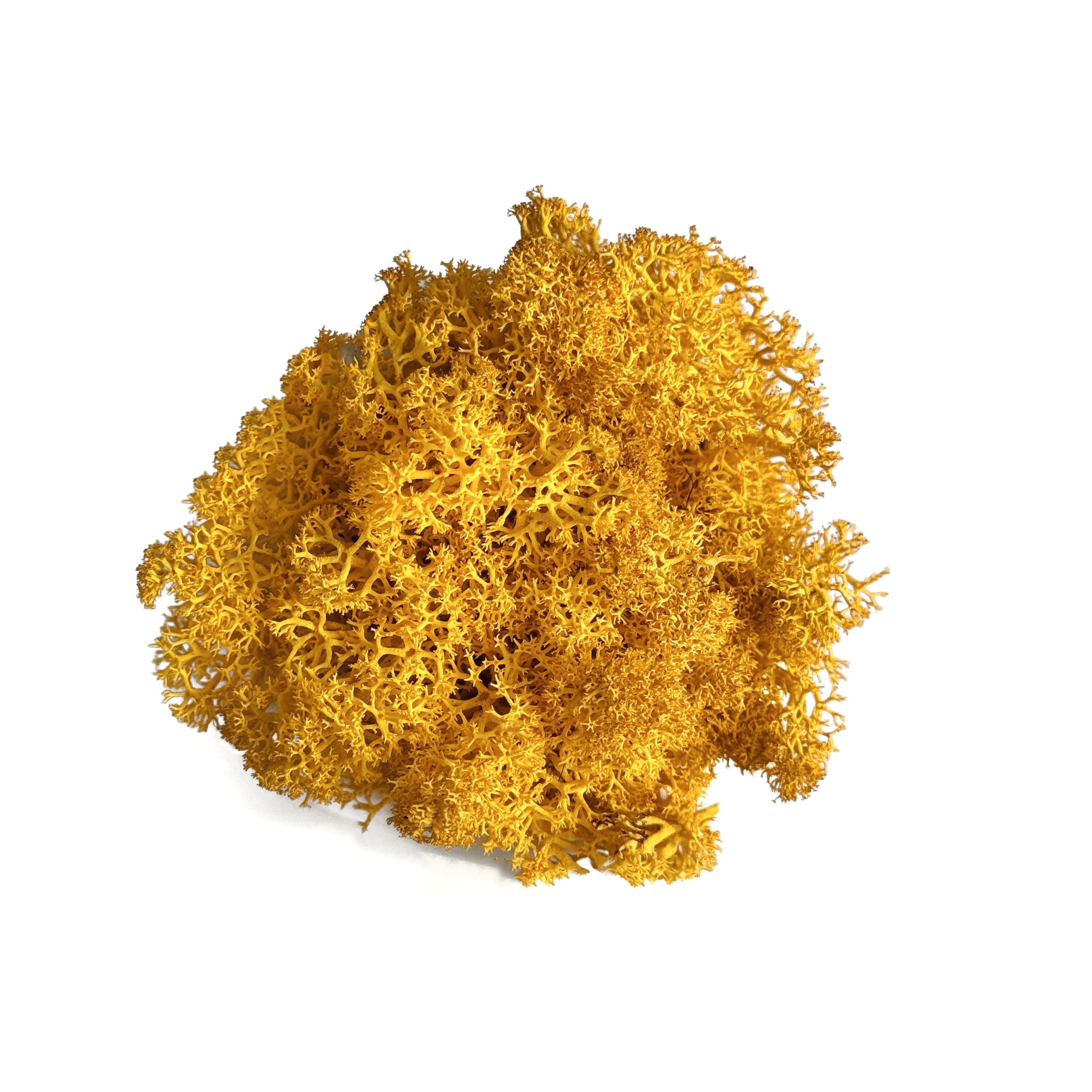 Мох ягель стабилизированный 15 гр. Темно-желтый