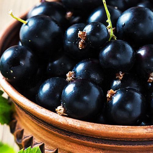 Сажанець Смородина чорна Чорний Бумер ранній термін дозрівання смак один з кращих серед великоплідних (17544)