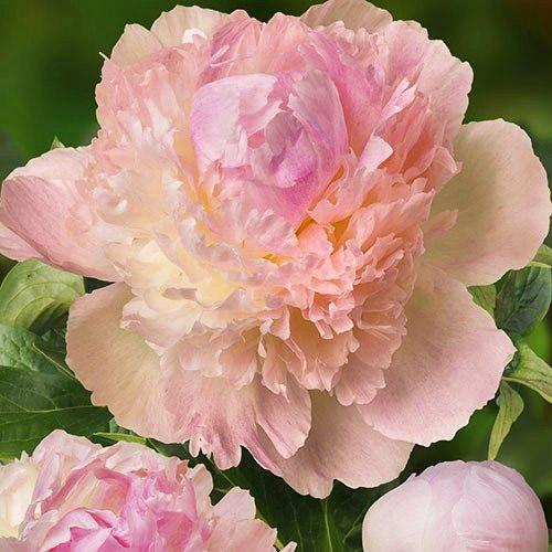 Півонія Florium Chiffon Parfait (12686)
