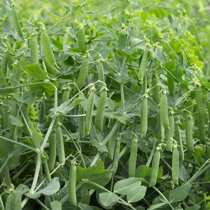 Семена Горох Syngenta LAMBADO F1 200 000 шт. (2289711930.5)