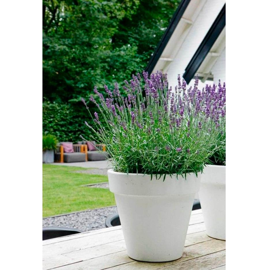 Вазон бетонний Борміо вуличний 350x430 мм 25 кг 25 л (BOR3) - фото 3 Вазон бетонний Борміо вуличний 350x430 мм 25 кг 25 л (BOR3) - фото 3