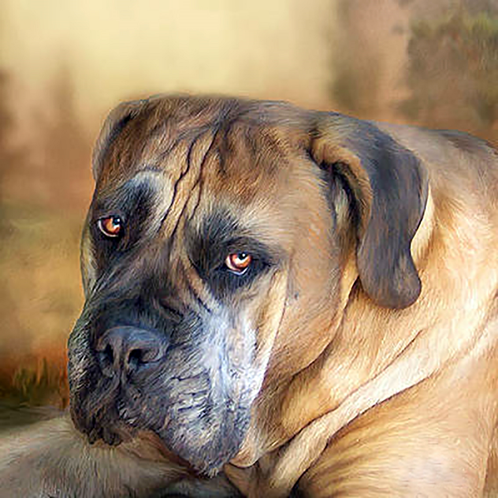 Алмазная мозаика Чарівний діамант Мастиф 40x40 см (КДИ-1707)